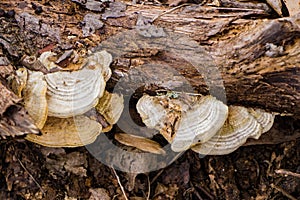 Group of ArtistÃ¢â¬â¢s Conk Ã¢â¬â Ganoderma applanatum photo